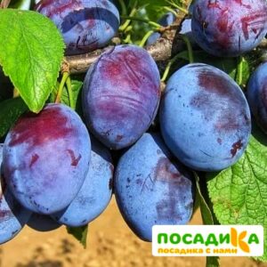 Слива Чачакская ранняя купить по цене от 229.00р. в интернет-магазине «Посадика» с доставкой почтой в в Новая Ляляе и по всей России – [изображение №1].