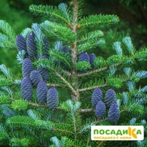 Пихта корейская (Abies koreana) купить по цене от 450.00р. в интернет-магазине «Посадика» с доставкой почтой в в Новая Ляляе и по всей России – [изображение №1].