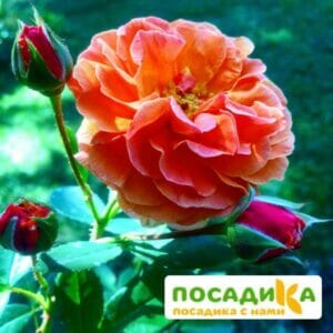 Роза Арабия купить по цене от 350.00р. в интернет-магазине «Посадика» с доставкой почтой в в Новая Ляляе и по всей России – [изображение №1].