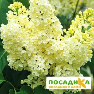 Сирень Примроуз (Primrose) купить по цене от 529.00р. в интернет-магазине «Посадика» с доставкой почтой в в Новая Ляляе и по всей России – [изображение №1].