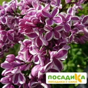 Сирень Сенсация купить по цене от 529.00р. в интернет-магазине «Посадика» с доставкой почтой в в Новая Ляляе и по всей России – [изображение №1].