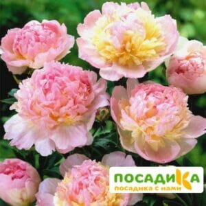 Пион Распберри Сандей (Paeonia Raspberry Sundae) купить по цене от 959р. в интернет-магазине «Посадика» с доставкой почтой в в Новая Ляляе и по всей России – [изображение №1].