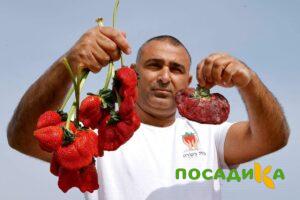 Клубника Гигант Джорнея купить по цене от 266р. в интернет-магазине «Посадика» с доставкой почтой в в Новая Ляляе и по всей России – [изображение №1].