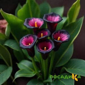 Калла Аура Лейс купить по цене от 400р. в интернет-магазине «Посадика» с доставкой почтой в в Новая Ляляе и по всей России – [изображение №1].