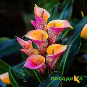 Калла Оникс купить по цене от 450р. в интернет-магазине «Посадика» с доставкой почтой в в Новая Ляляе и по всей России – [изображение №1].