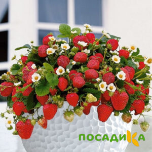 Клубника Рубиновый Шепот (горшечная) купить по цене от 240р. в интернет-магазине «Посадика» с доставкой почтой в в Новая Ляляе и по всей России – [изображение №1].