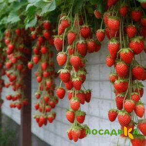 Клубника вьющаяся Комплимент купить по цене от 470р. в интернет-магазине «Посадика» с доставкой почтой в в Новая Ляляе и по всей России – [изображение №1].