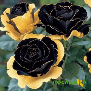 Роза Ханни Сикл купить по цене от 700р. в интернет-магазине «Посадика» с доставкой почтой в в Новая Ляляе и по всей России – [изображение №1].