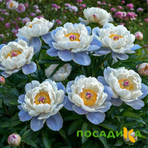 Пион акварельный Этюд купить по цене от 806р. в интернет-магазине «Посадика» с доставкой почтой в в Новая Ляляе и по всей России – [изображение №1].