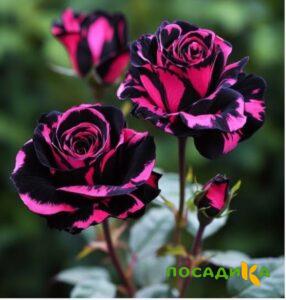 Роза Багровый Шепот купить по цене от 366р. в интернет-магазине «Посадика» с доставкой почтой в в Новая Ляляе и по всей России – [изображение №1].