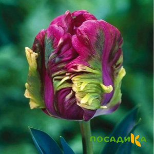 Тюльпан Экзотик Хэвен купить по цене от 186р. в интернет-магазине «Посадика» с доставкой почтой в в Новая Ляляе и по всей России – [изображение №1].