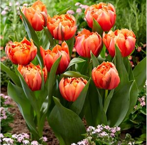 Тюльпан Гудошник Дабл купить по цене от 185р. в интернет-магазине «Посадика» с доставкой почтой в в Новая Ляляе и по всей России – [изображение №1].