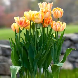 Тюльпан Верона Санрайз купить по цене от 280р. в интернет-магазине «Посадика» с доставкой почтой в в Новая Ляляе и по всей России – [изображение №1].