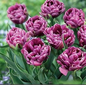 Тюльпан Айс Крим купить по цене от 430р. в интернет-магазине «Посадика» с доставкой почтой в в Новая Ляляе и по всей России – [изображение №1].