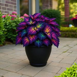 Хоста Фрости Блю купить по цене от 389р. в интернет-магазине «Посадика» с доставкой почтой в в Новая Ляляе и по всей России – [изображение №1].