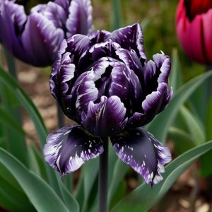 Тюльпан Индиго купить по цене от 600р. в интернет-магазине «Посадика» с доставкой почтой в в Новая Ляляе и по всей России – [изображение №1].