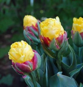 Тюльпан Айс Крим Банана купить по цене от 360р. в интернет-магазине «Посадика» с доставкой почтой в в Новая Ляляе и по всей России – [изображение №1].