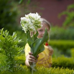 Тюльпан Супер Пэррот купить по цене от 360р. в интернет-магазине «Посадика» с доставкой почтой в в Новая Ляляе и по всей России – [изображение №1].