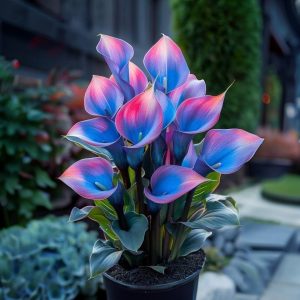 Калла Импрессия купить по цене от 590р. в интернет-магазине «Посадика» с доставкой почтой в в Новая Ляляе и по всей России – [изображение №1].