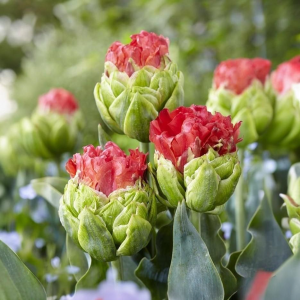 Тюльпан Бычий Глаз купить по цене от 275р. в интернет-магазине «Посадика» с доставкой почтой в в Новая Ляляе и по всей России – [изображение №1].