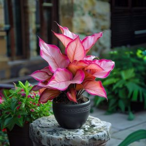 Хоста Розовая Симфония купить по цене от 800р. в интернет-магазине «Посадика» с доставкой почтой в в Новая Ляляе и по всей России – [изображение №1].