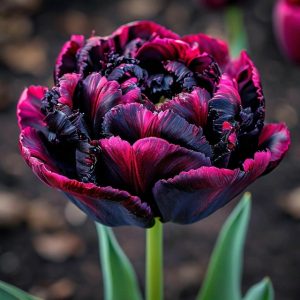 Тюльпан Фламинго купить по цене от 500р. в интернет-магазине «Посадика» с доставкой почтой в в Новая Ляляе и по всей России – [изображение №1].