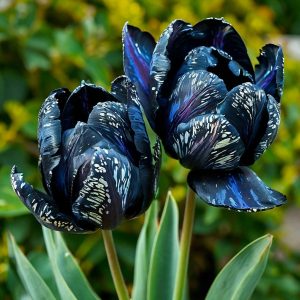 Тюльпан Блю Фог купить по цене от 500р. в интернет-магазине «Посадика» с доставкой почтой в в Новая Ляляе и по всей России – [изображение №1].