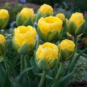 Тюльпан махровый Ванила Коп купить по цене от 159р. в интернет-магазине «Посадика» с доставкой почтой в в Новая Ляляе и по всей России – [изображение №1].