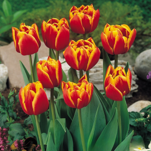 Тюльпан Блэк Фаер купить по цене от 275р. в интернет-магазине «Посадика» с доставкой почтой в в Новая Ляляе и по всей России – [изображение №1].