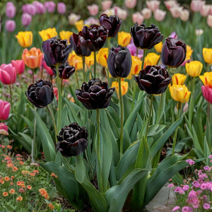 Тюльпан махровый Рейдинс Дарк купить по цене от 230р. в интернет-магазине «Посадика» с доставкой почтой в в Новая Ляляе и по всей России – [изображение №1].