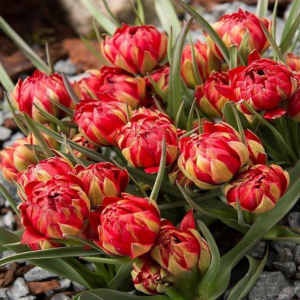 Тюльпан Ап Пинк купить по цене от 390р. в интернет-магазине «Посадика» с доставкой почтой в в Новая Ляляе и по всей России – [изображение №1].