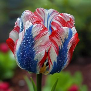 Тюльпан Ремс Сенсейшн купить по цене от 219р. в интернет-магазине «Посадика» с доставкой почтой в в Новая Ляляе и по всей России – [изображение №1].