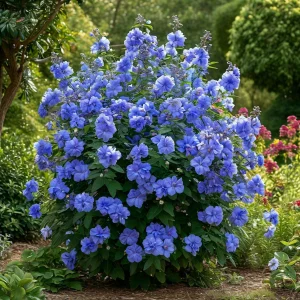 Гибискус Сансет Блоссом купить по цене от 248р. в интернет-магазине «Посадика» с доставкой почтой в в Новая Ляляе и по всей России – [изображение №1].