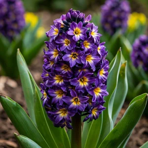 Гиацинт Вельвет Колор купить по цене от 2099р. в интернет-магазине «Посадика» с доставкой почтой в в Новая Ляляе и по всей России – [изображение №1].