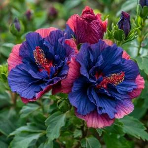 Гибискус Роуз Шайн купить по цене от 360р. в интернет-магазине «Посадика» с доставкой почтой в в Новая Ляляе и по всей России – [изображение №1].