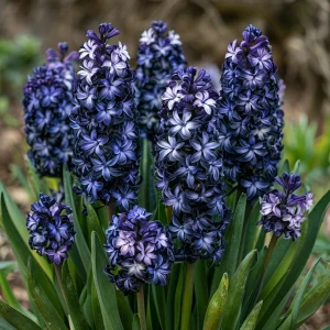 Гиацинт Блум Клауд купить по цене от 2099р. в интернет-магазине «Посадика» с доставкой почтой в в Новая Ляляе и по всей России – [изображение №1].