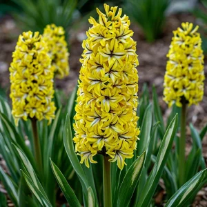 Гиацинт Сансет Голд купить по цене от 2099р. в интернет-магазине «Посадика» с доставкой почтой в в Новая Ляляе и по всей России – [изображение №1].