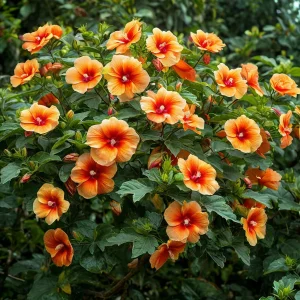 Гибискус Кристал Рэй купить по цене от 458р. в интернет-магазине «Посадика» с доставкой почтой в в Новая Ляляе и по всей России – [изображение №1].