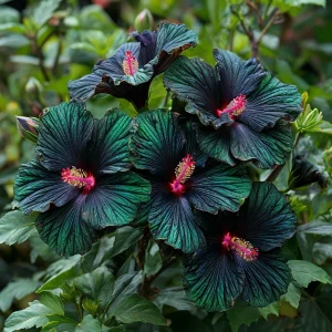 Гибискус Пикок Плюм купить по цене от 490р. в интернет-магазине «Посадика» с доставкой почтой в в Новая Ляляе и по всей России – [изображение №1].