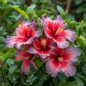 Гибискус Кримсон Флейм купить по цене от 479р. в интернет-магазине «Посадика» с доставкой почтой в в Новая Ляляе и по всей России – [изображение №1].