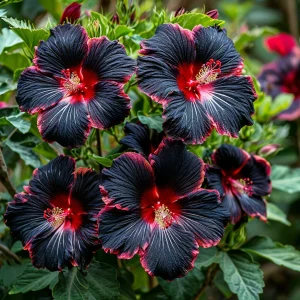 Гибискус садовый Файер Дэнсер купить по цене от 450р. в интернет-магазине «Посадика» с доставкой почтой в в Новая Ляляе и по всей России – [изображение №1].