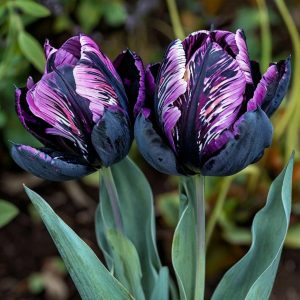 Тюльпан Блэк Каньон купить по цене от 305р. в интернет-магазине «Посадика» с доставкой почтой в в Новая Ляляе и по всей России – [изображение №1].