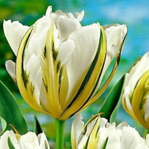 Тюльпан Экзотик Пуруссима купить по цене от 305р. в интернет-магазине «Посадика» с доставкой почтой в в Новая Ляляе и по всей России – [изображение №1].