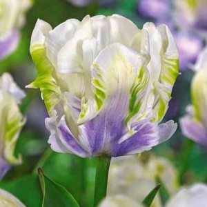 Тюльпан Уайт Лизарт купить по цене от 360р. в интернет-магазине «Посадика» с доставкой почтой в в Новая Ляляе и по всей России – [изображение №1].