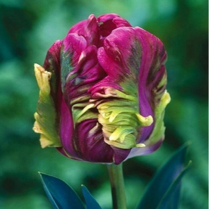 Тюльпан Экзотик Хэвен купить по цене от 186р. в интернет-магазине «Посадика» с доставкой почтой в в Новая Ляляе и по всей России – [изображение №1].