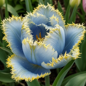 Тюльпан Махровый Амплуа купить по цене от 199р. в интернет-магазине «Посадика» с доставкой почтой в в Новая Ляляе и по всей России – [изображение №1].