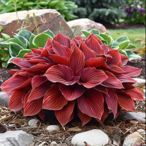 Хоста Малыш Шедевр купить по цене от 421р. в интернет-магазине «Посадика» с доставкой почтой в в Новая Ляляе и по всей России – [изображение №1].