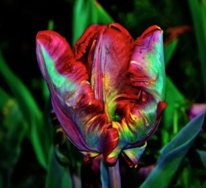 Тюльпан Эирпрайз купить по цене от 270р. в интернет-магазине «Посадика» с доставкой почтой в в Новая Ляляе и по всей России – [изображение №1].