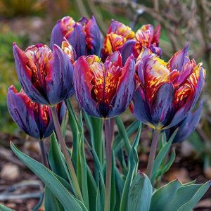 Тюльпан Опал Дрим купить по цене от 207р. в интернет-магазине «Посадика» с доставкой почтой в в Новая Ляляе и по всей России – [изображение №1].